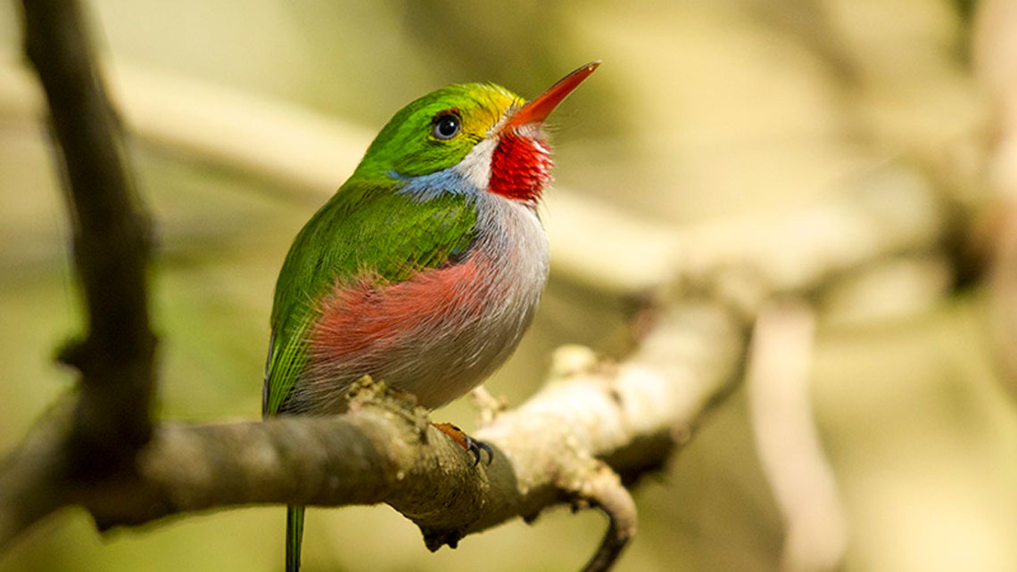 A Cuban tody on a tree branch