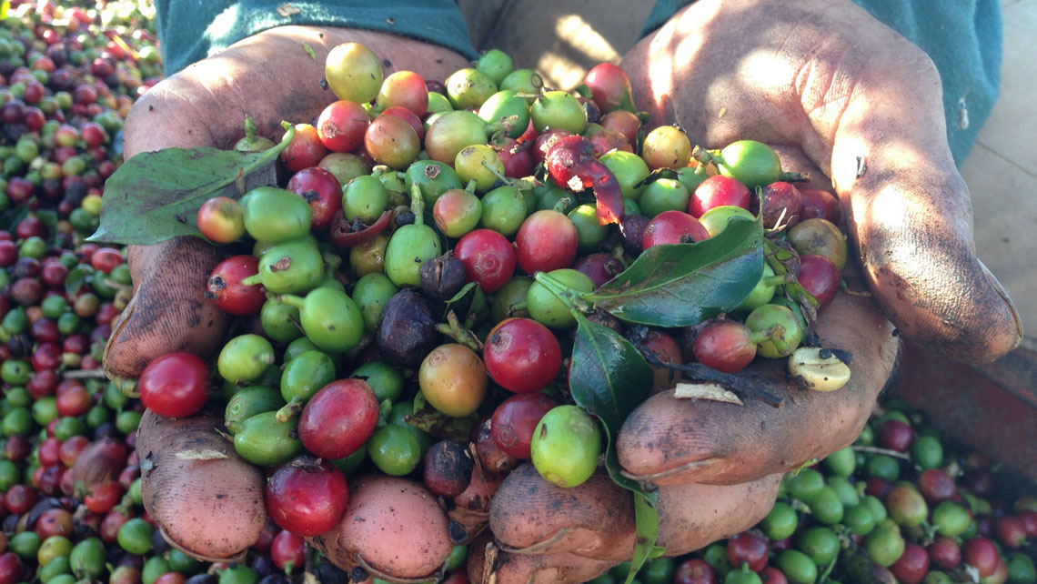 Farmer holding ripe coffee beans