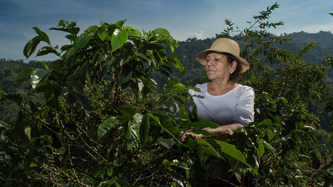 Woman working in a coffee plantation