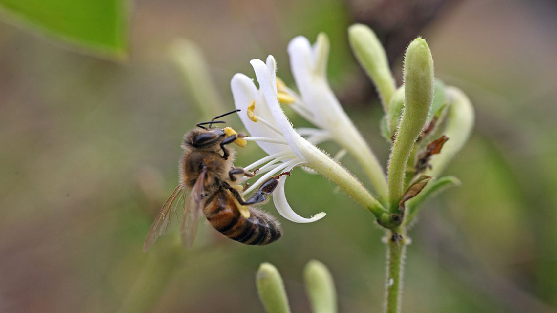 Honey bee on a flower 