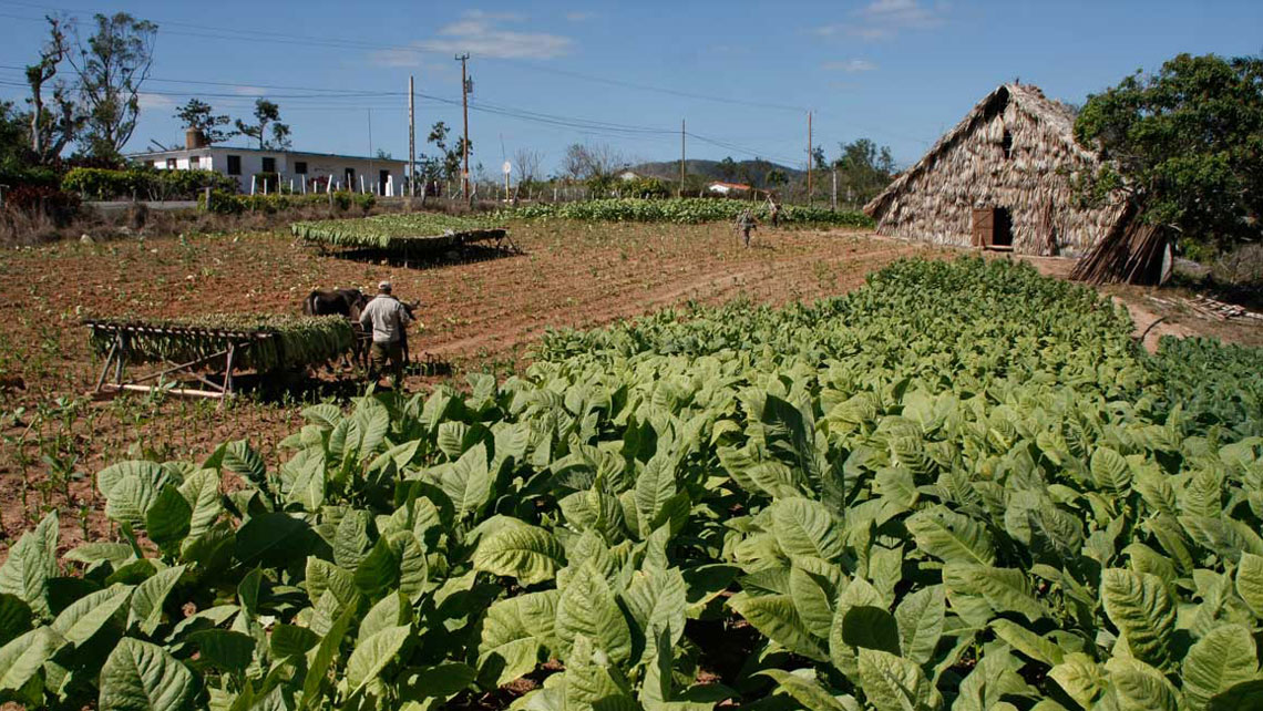 Tobacco plantation in Viñales 