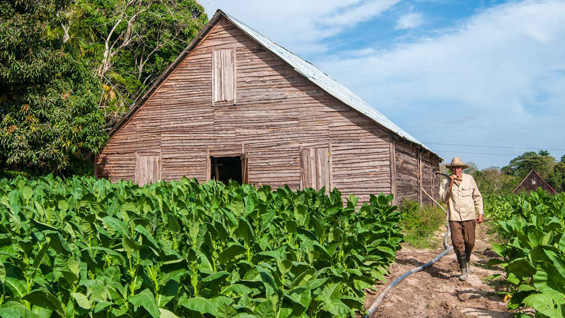 A local walking near a tobacco plantation in Viñales 
