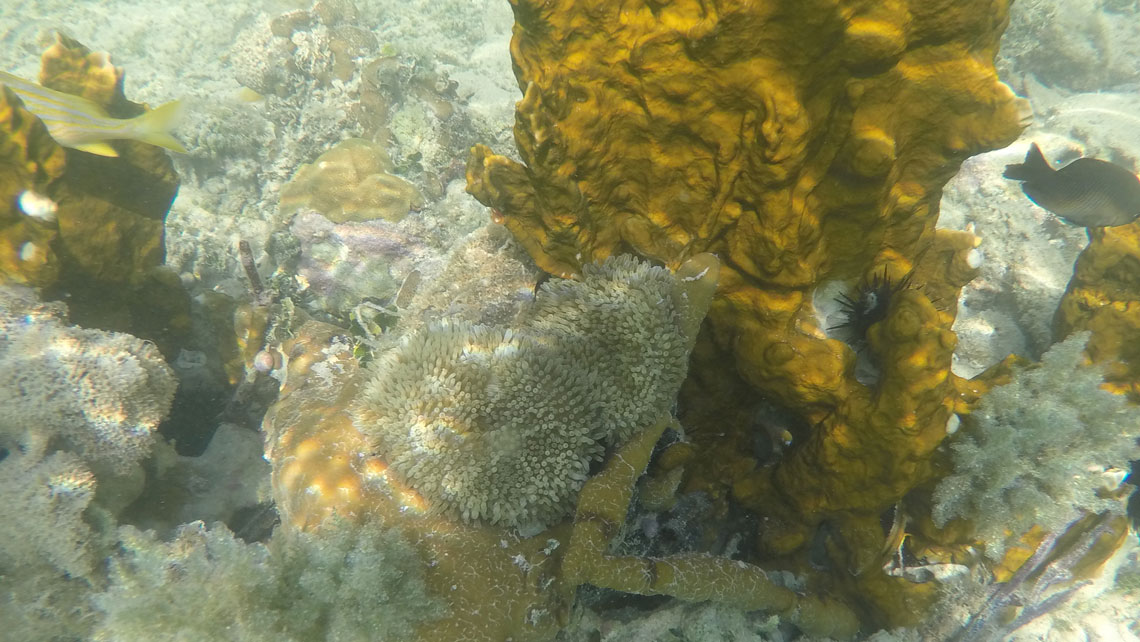 Species of soft coral in a diving spot