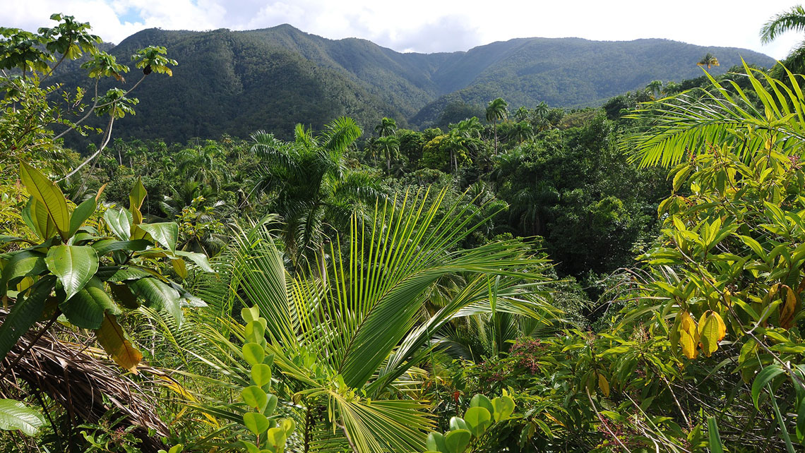 View of local vegetation in Baracoa rural landscape