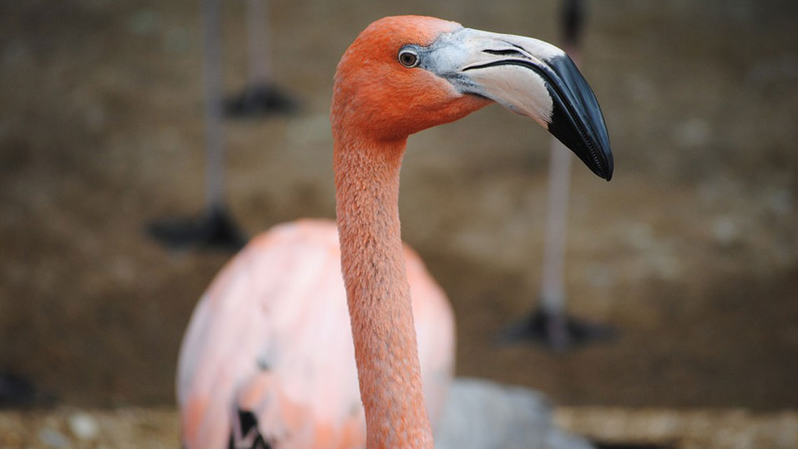A flamingo in Guanaroca lagoon 