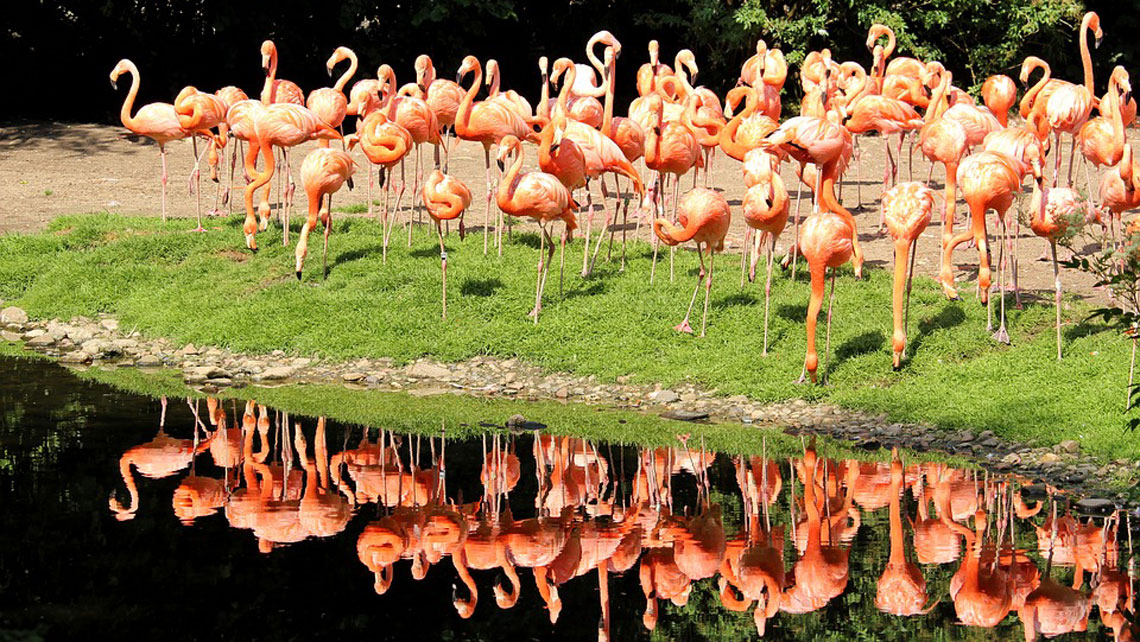 A flock of flamingos standing by a lagoon in Cayo Santa Maria