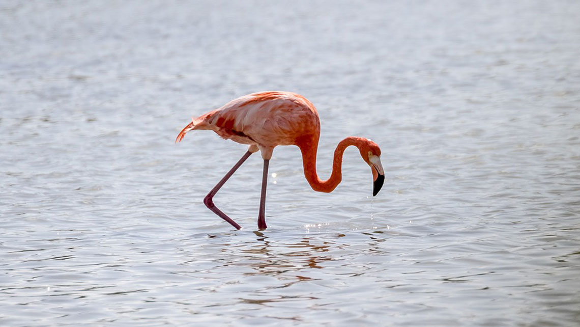 A flamingo searching for food in a shallow lagoon