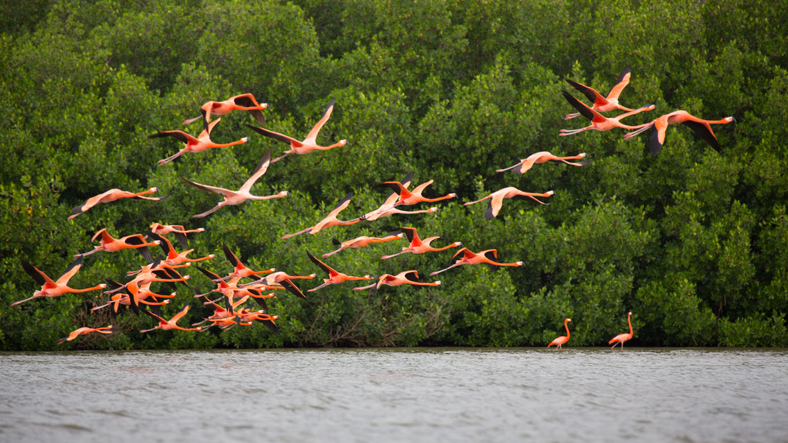A flock of flamingos flying in Guanaroca, Cienfuegos