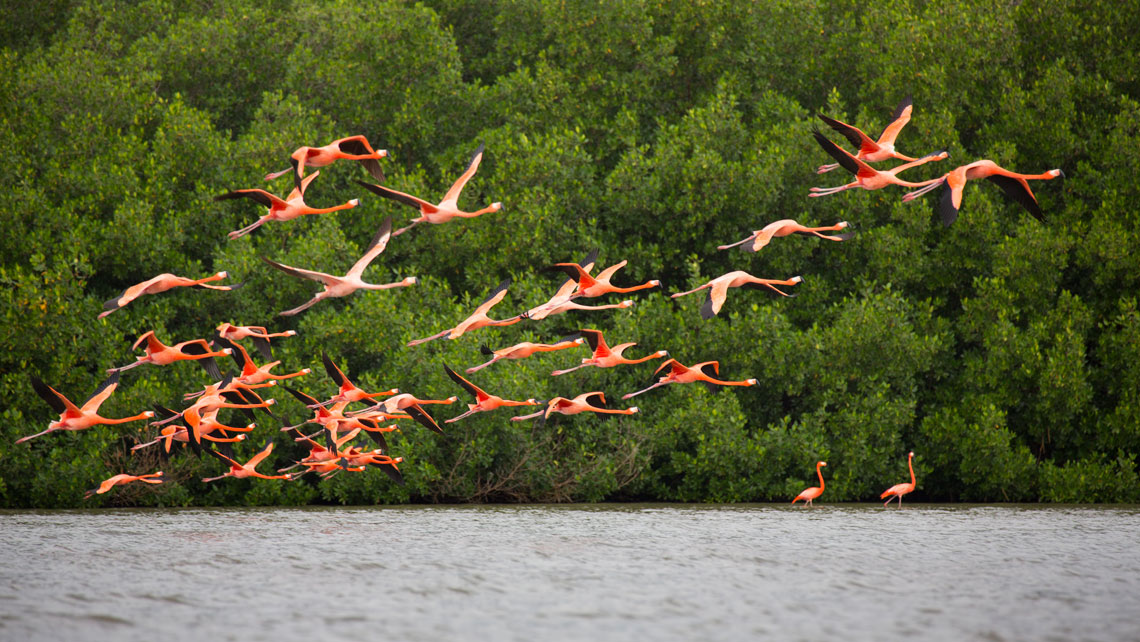 A flock of Caribbean flamingos flying over a lagoon