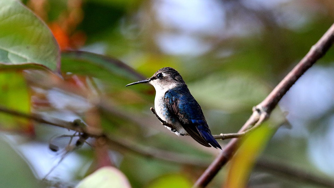 A hummingbird resting on a brach of a tree