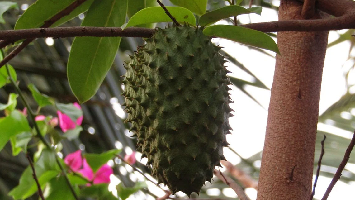 A Soursop fruit in a tree
