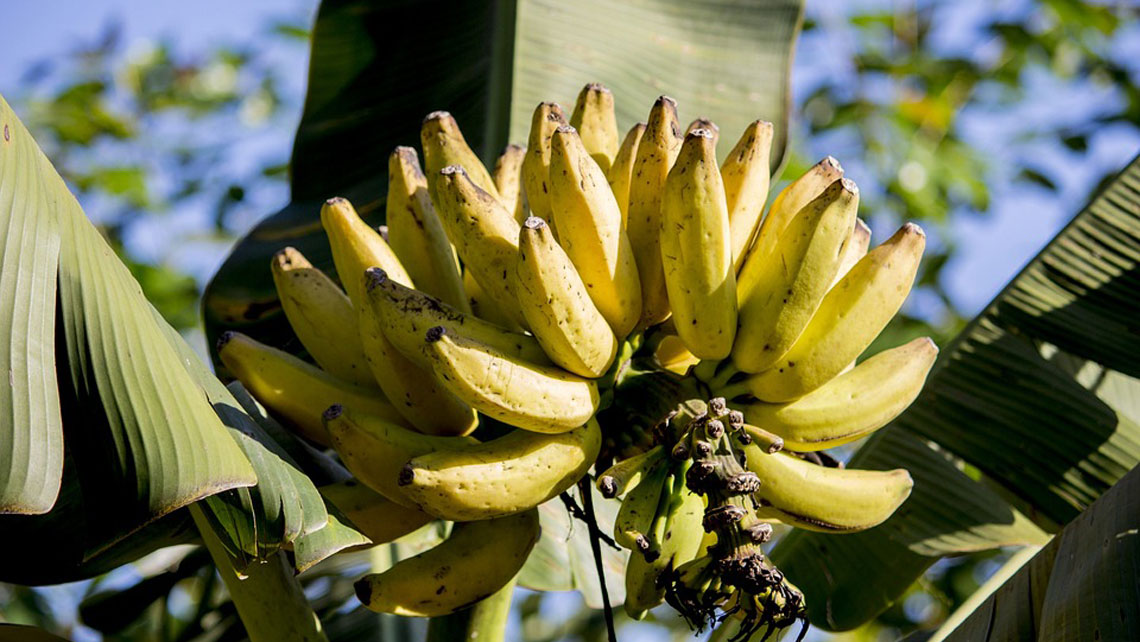 A bunch of ripe bananas in the tree