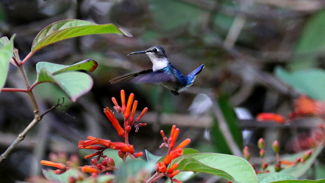 Hummingbird flying