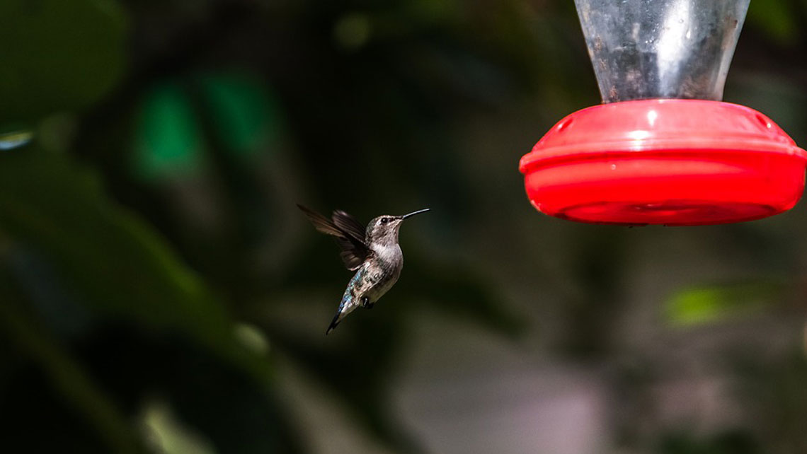 An adult bee hummingbird approaching a bird feeder station