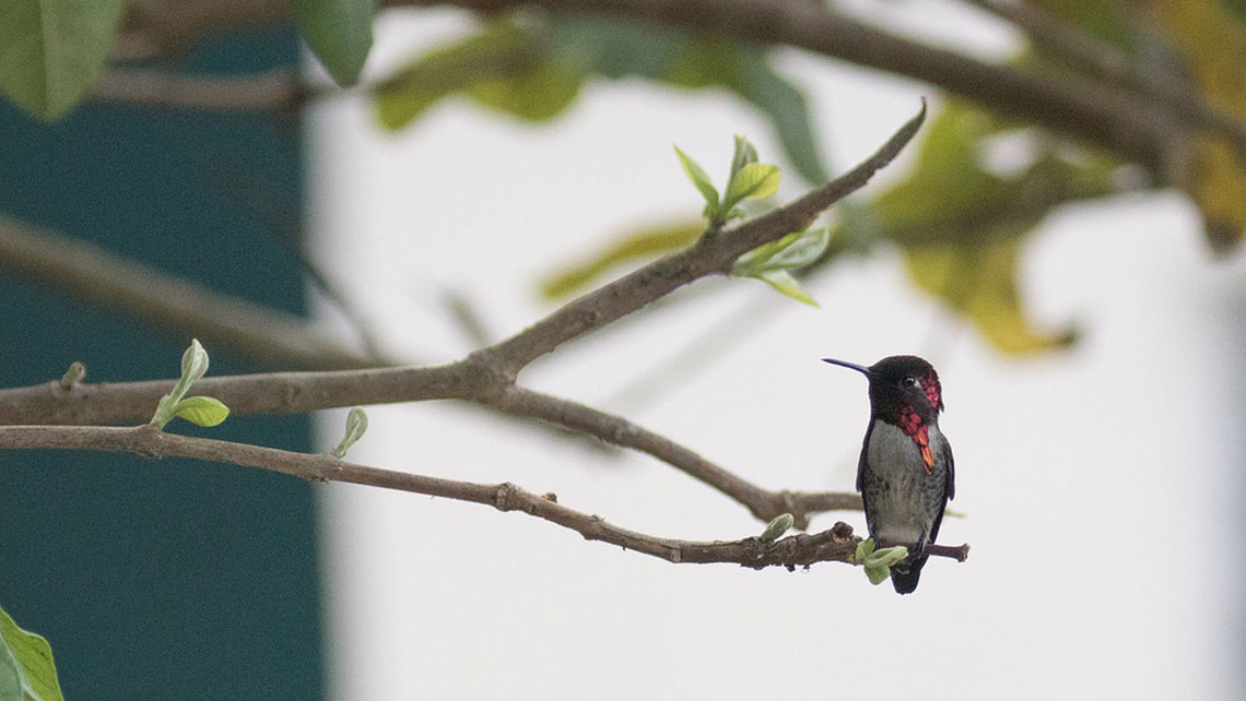A Bee Hummingbird standing on a branch in Zapata Swamp