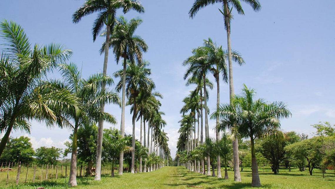 Royal Palms in the Botanical Garden of Cienfuegos