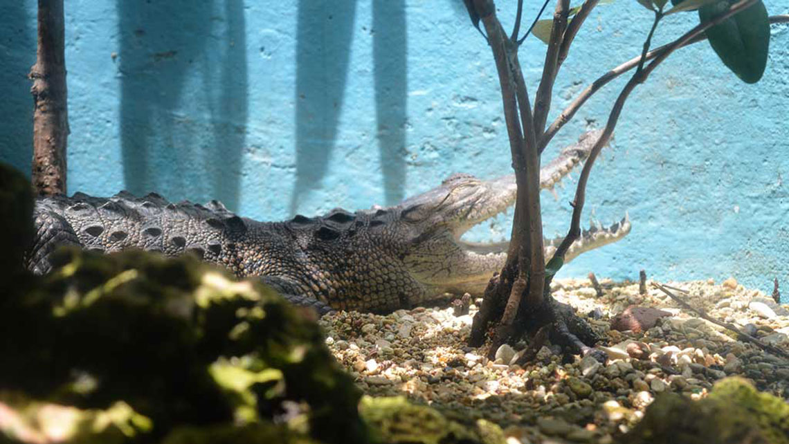 A Cuban crocodile sunbathing in its enclosure in Cuba's National Aquarium