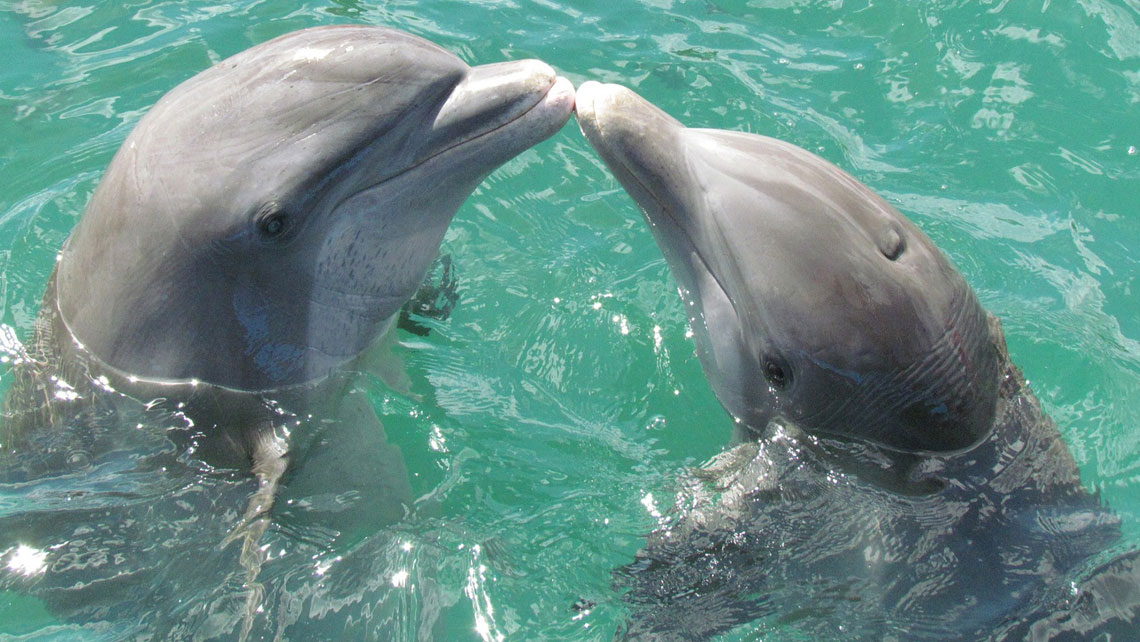 Dolphins playing