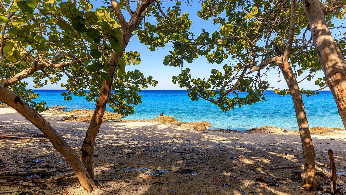 Trees near the sea in Maria la Gorda