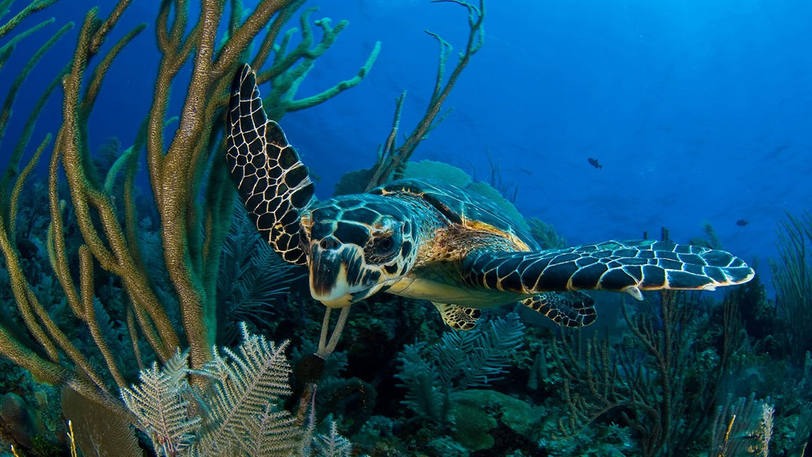 A sea turtle swimming among corals