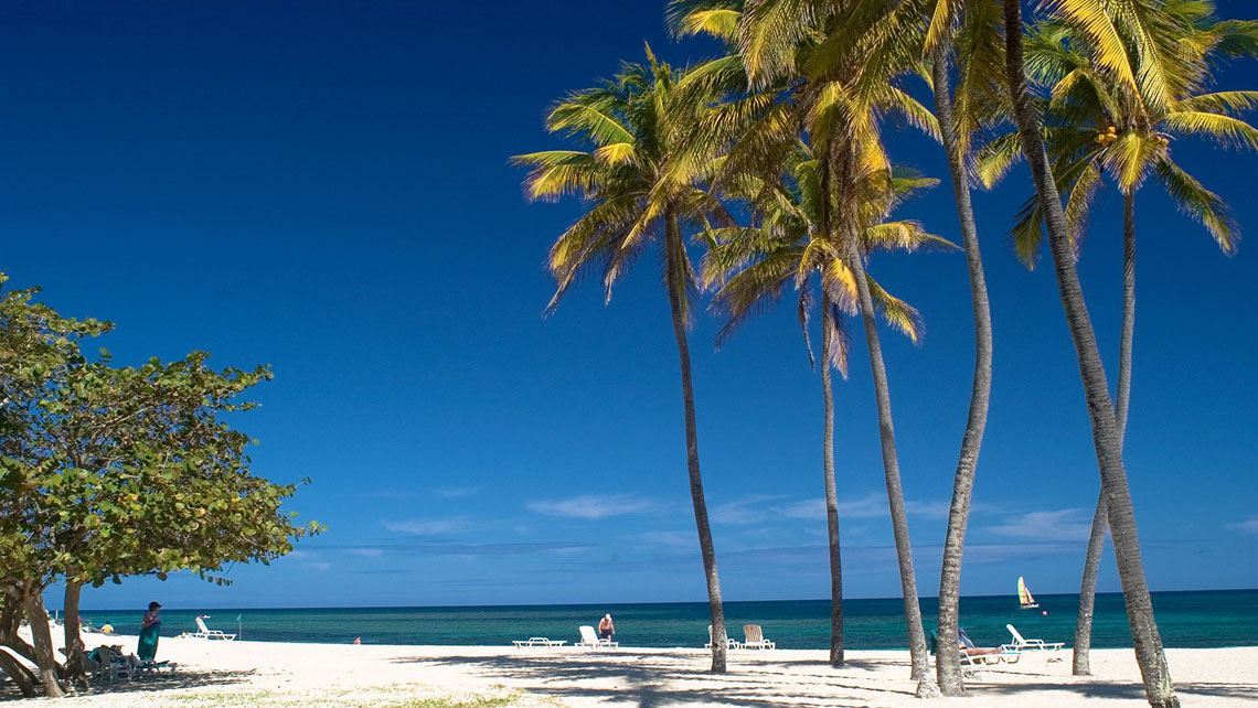 Coconut palm trees in Playa Jibacoa