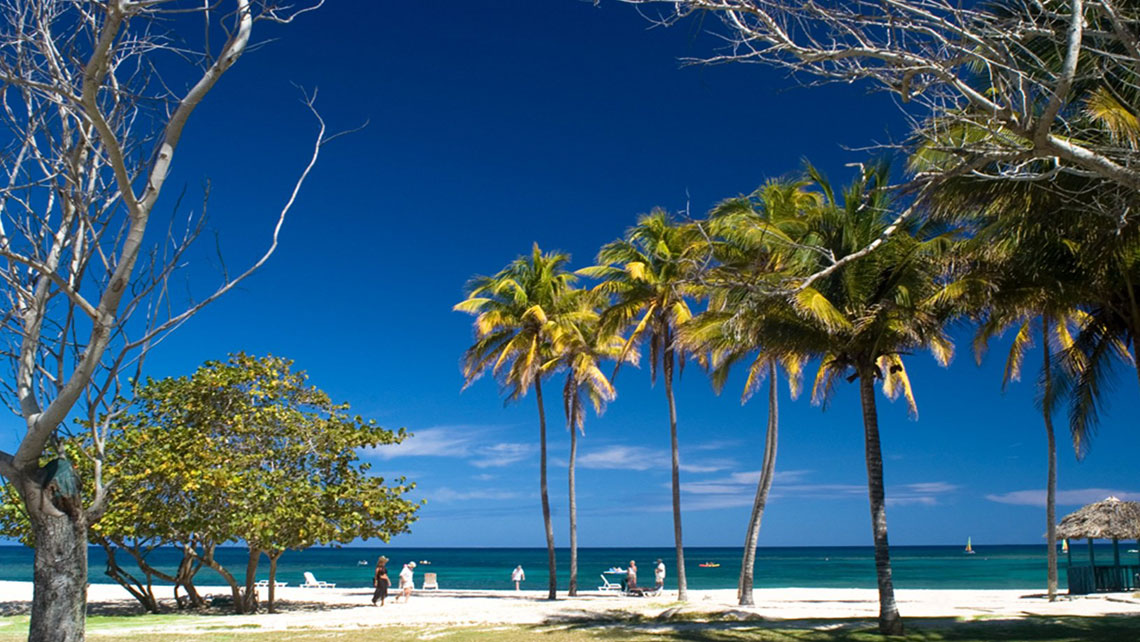 Vegetation in Playa Jibacoa