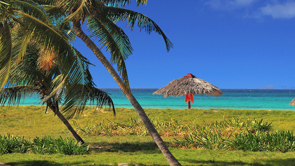 Palm trees in Playa Covarrubias