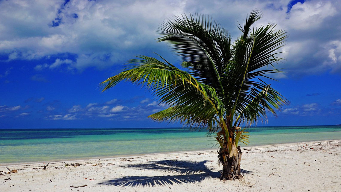 Young coconut palm tree by the beach