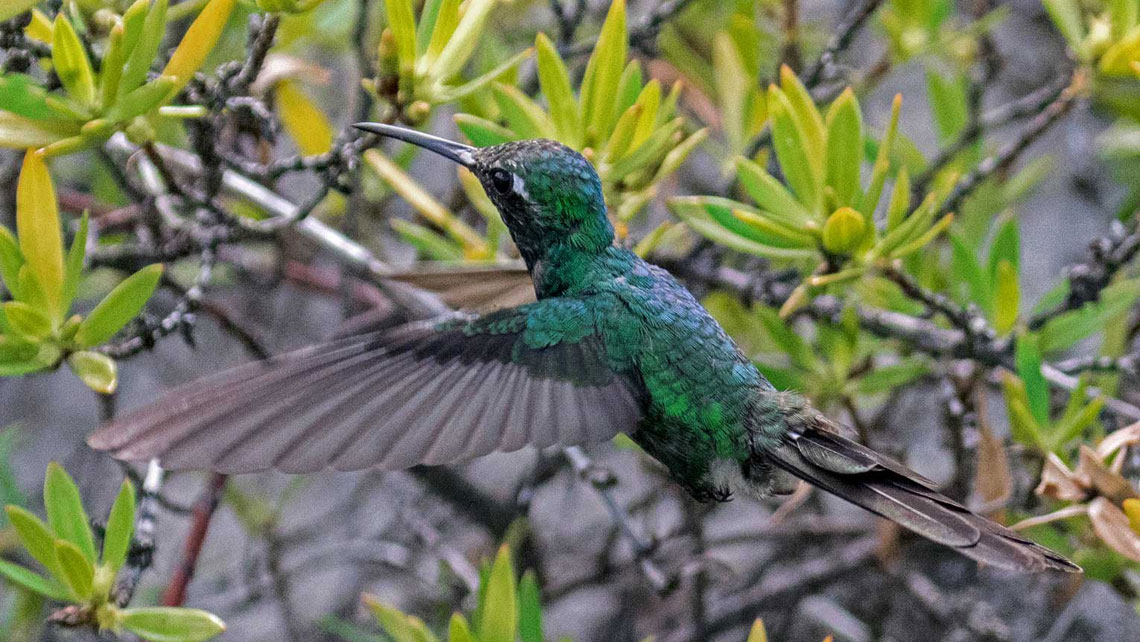 Cuban Hummingbird