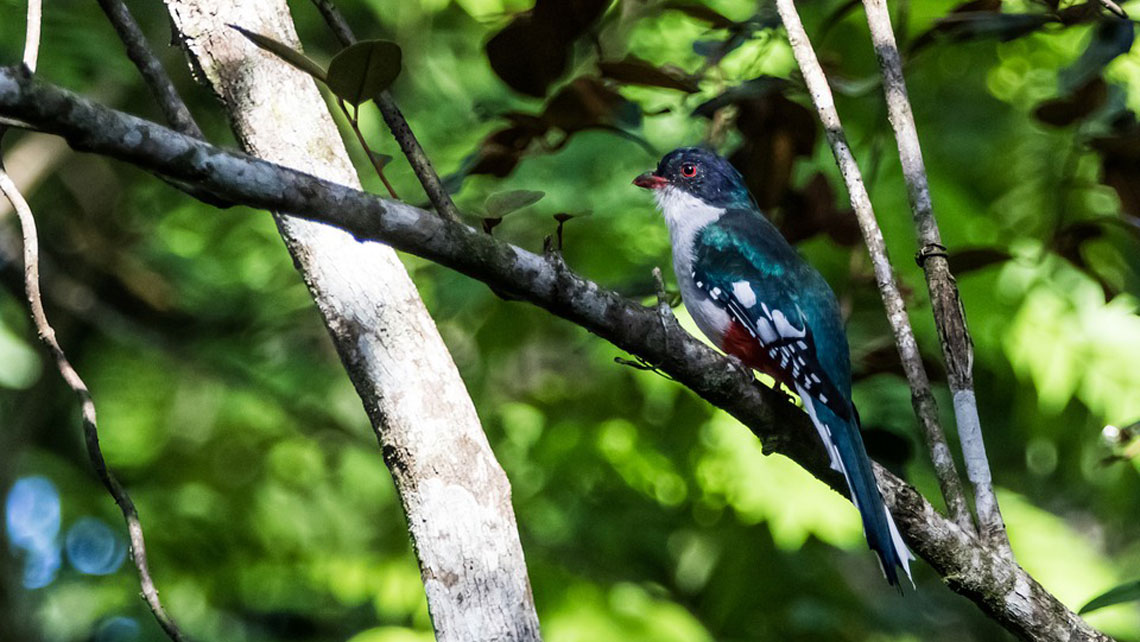 A colourful bird on a brand in Cienanga de Zapata