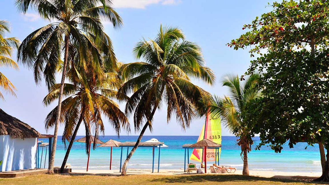 Coconut trees on a sanndy beach