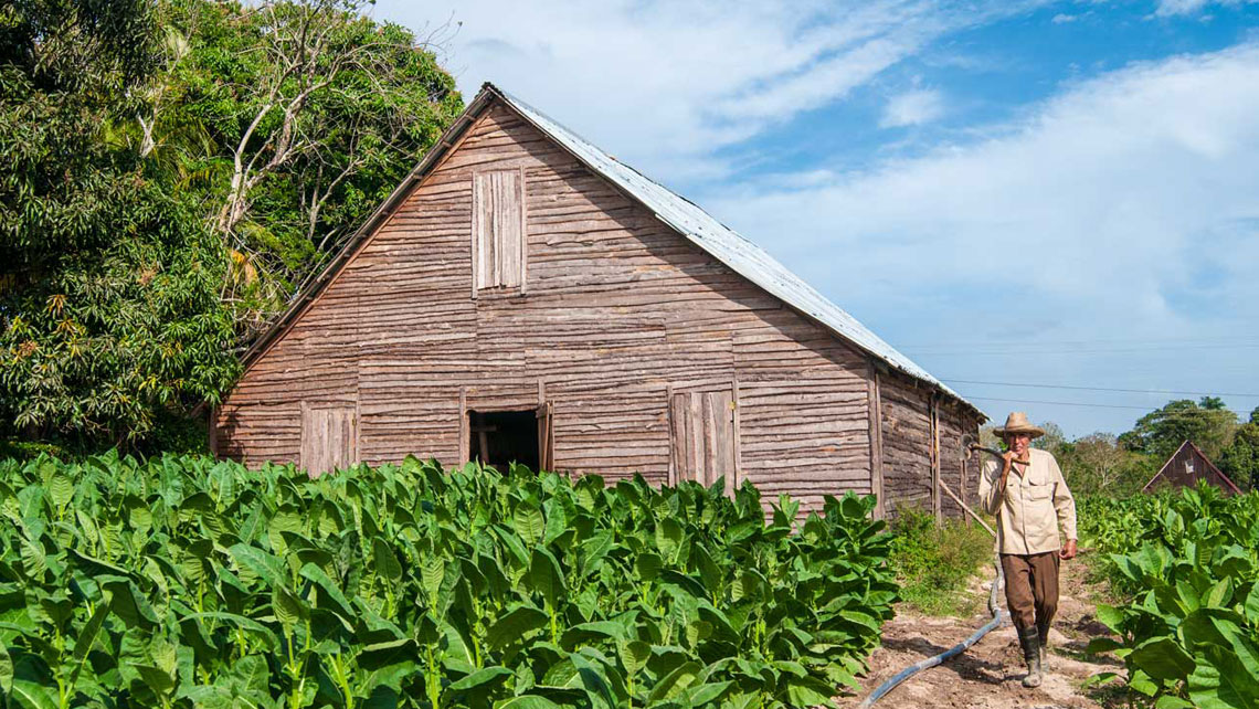 A farmer walking by a tobacco plantation in Pinar del Rio