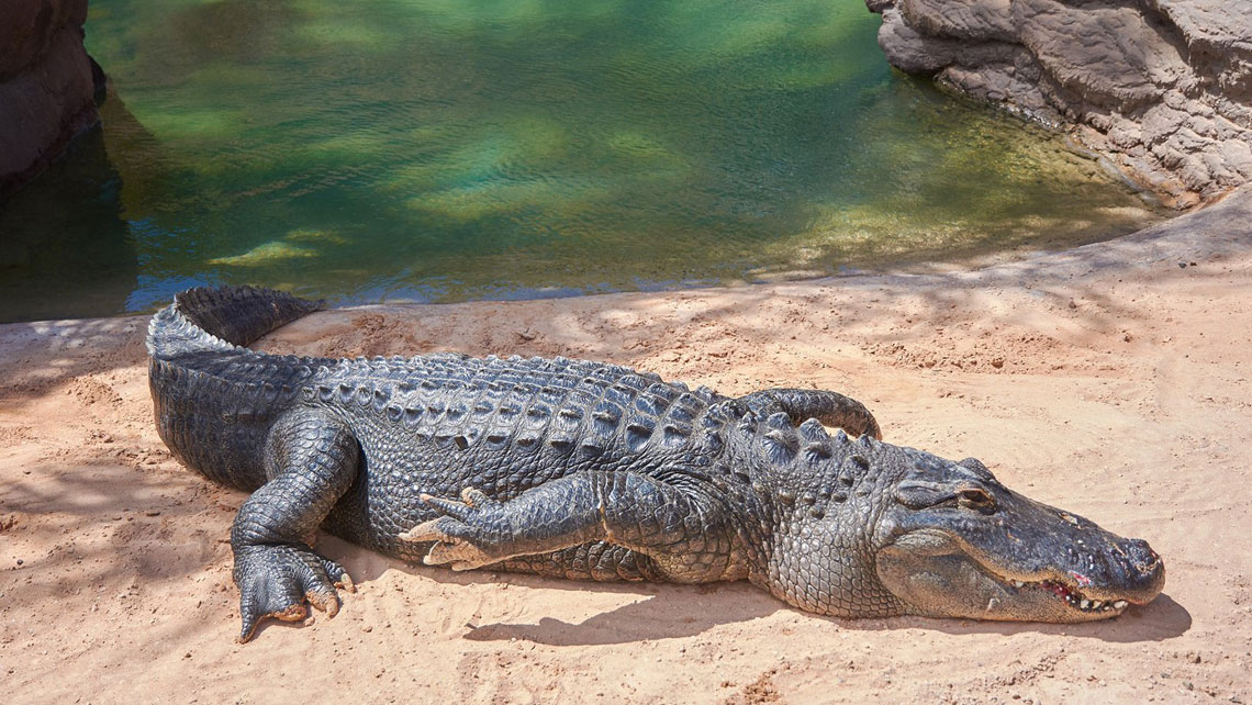 A Cuban crocodile