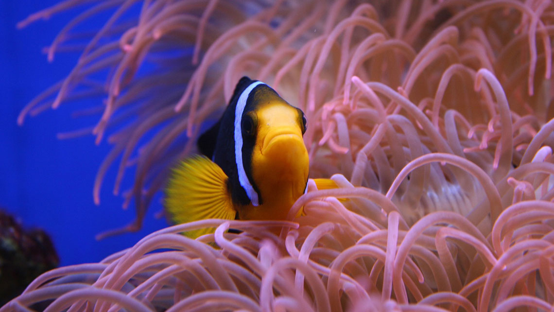 A tropical fish species by sea pink anemones