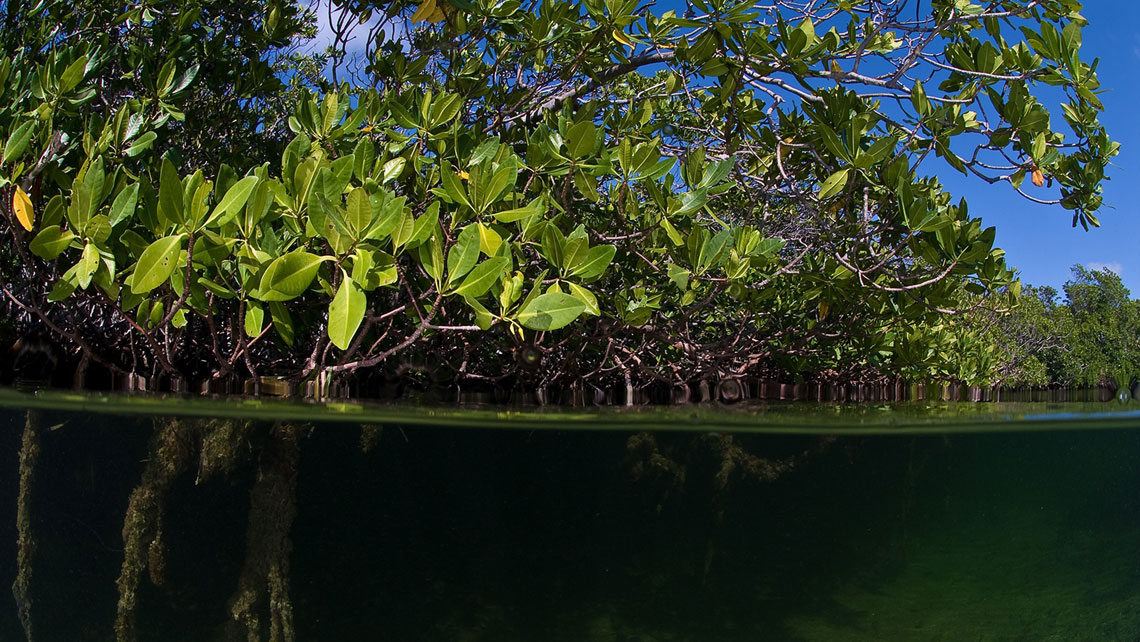 Mangrove forest