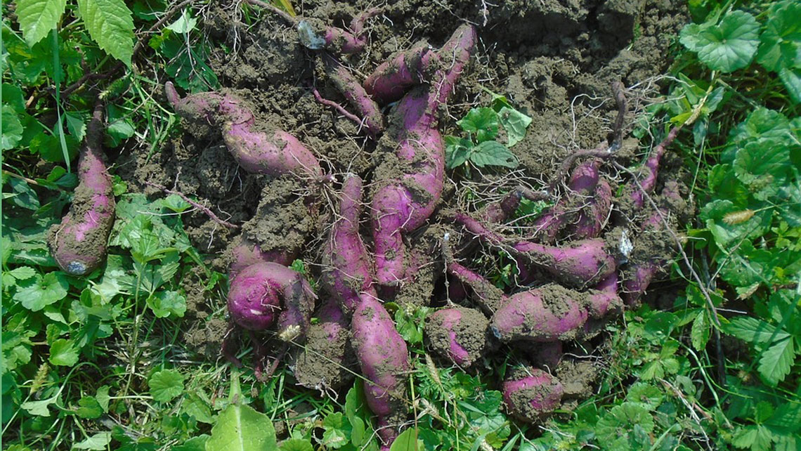 Unearthed sweet potatoes