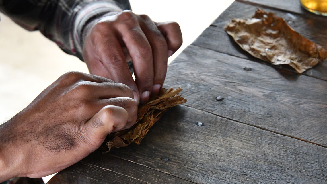 Hands of a man rolling a cuban cigar