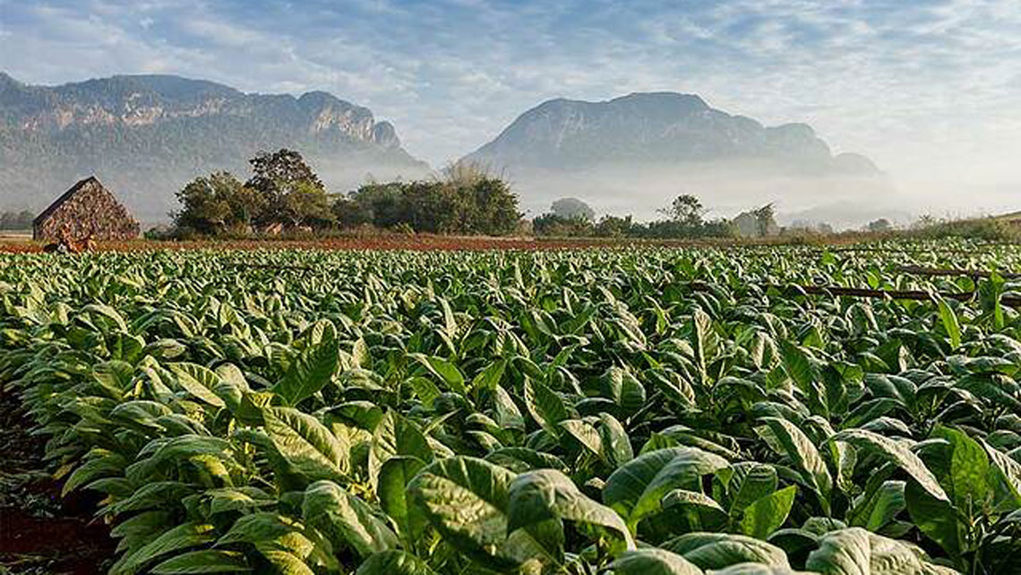 Tobacco plantation in the beautiful Viñales valley, Cuba 