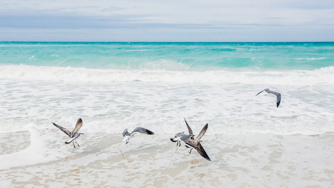 Seagull flying over breaking waves at beach Santa Maria Beach