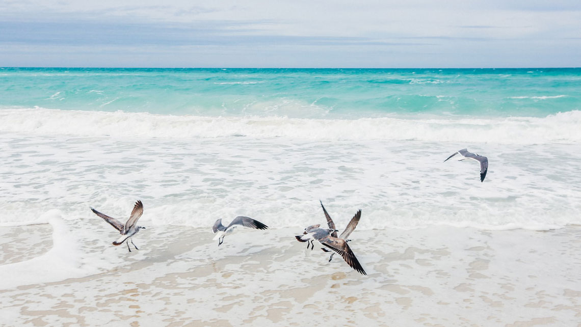Seagulls flying over the beach