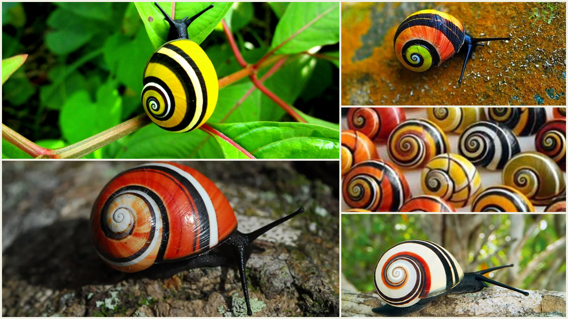 The Cuban Painted Snail scoops the coveted award of Mollusc of the Year 2022