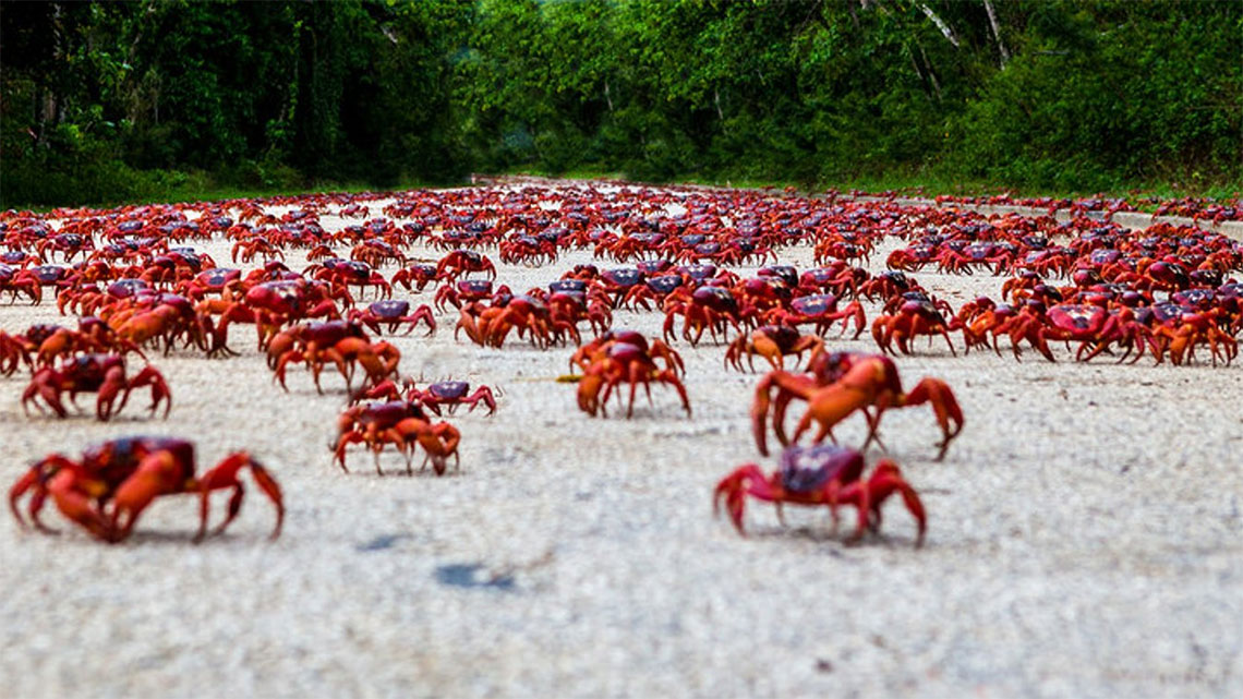 Cuba's annual great crab migration has started!