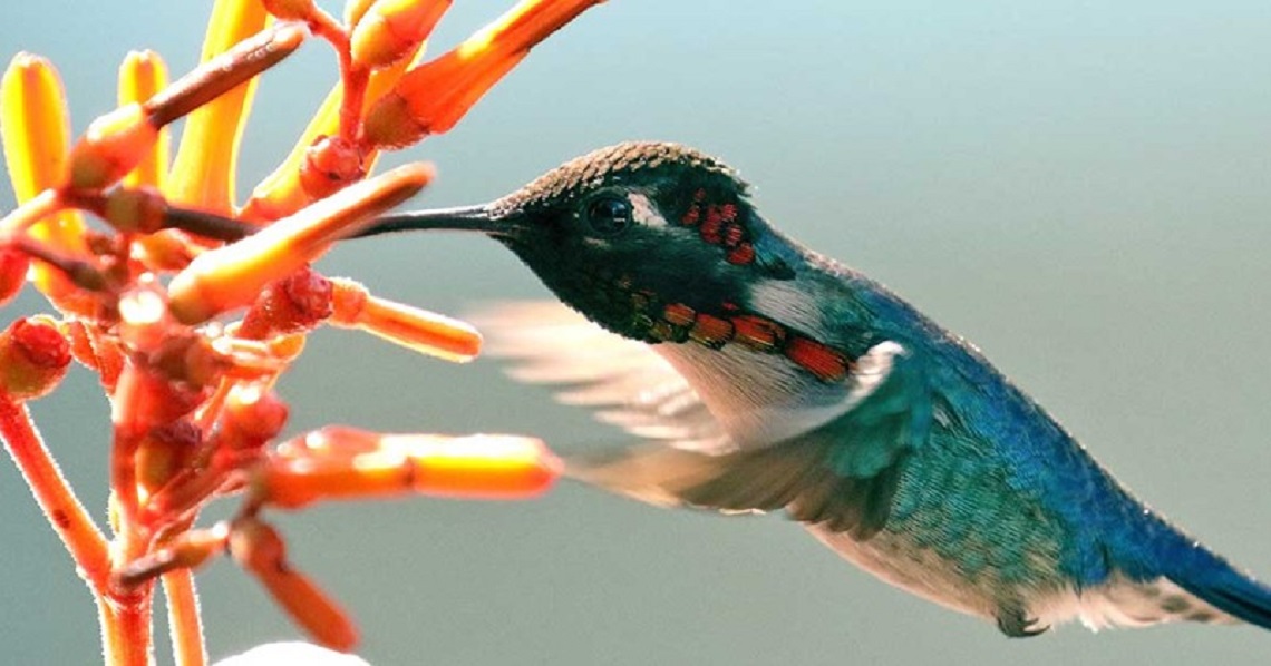 Birdwatching Tour