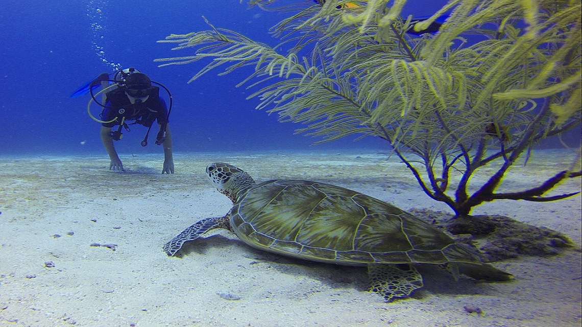 Diving South Cuba