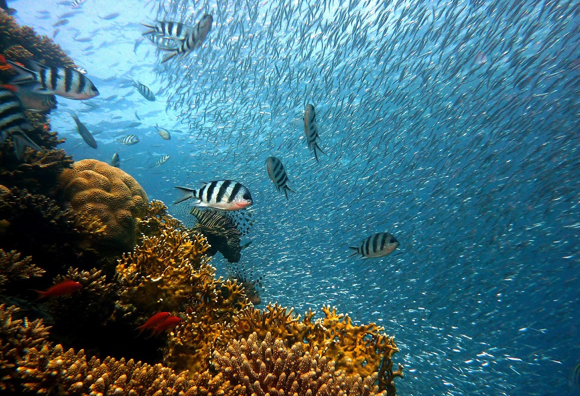 Diving West Cuba